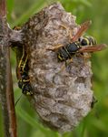 Polistes biglumis